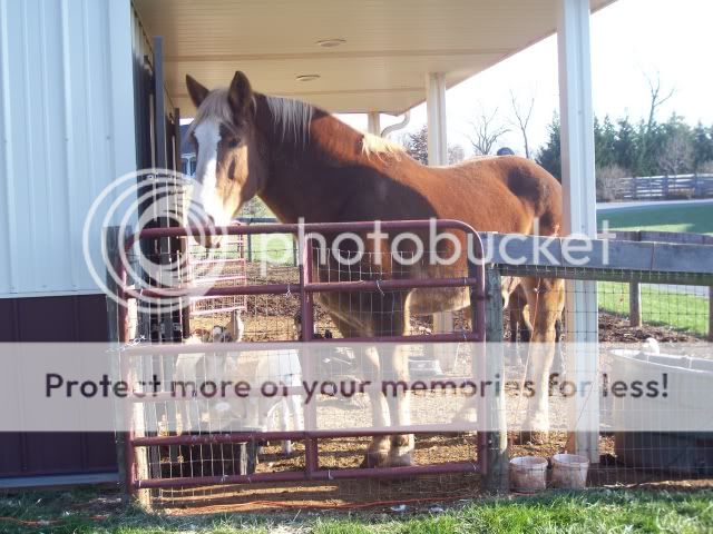 ChantillyandGoatsb.jpg