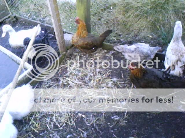 IMG0104A.jpg