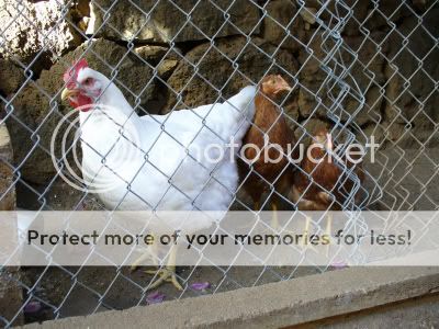 Chickens_080508.jpg