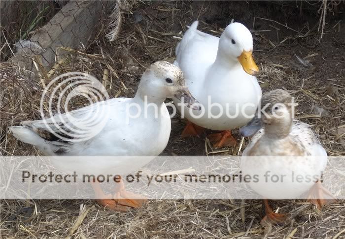 duckys-1.jpg