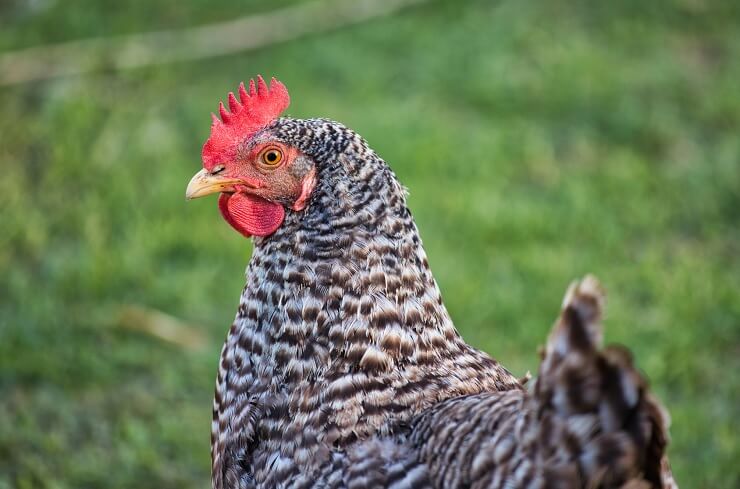 Barred-Rock.jpg