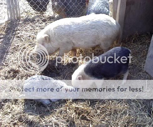 boarpigs2.jpg