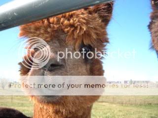 MYALPACAS11-09020.jpg