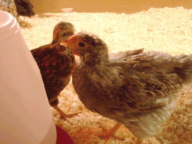 roo1.gif