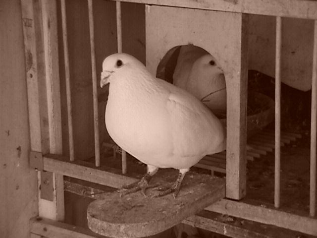 whitecock.jpg