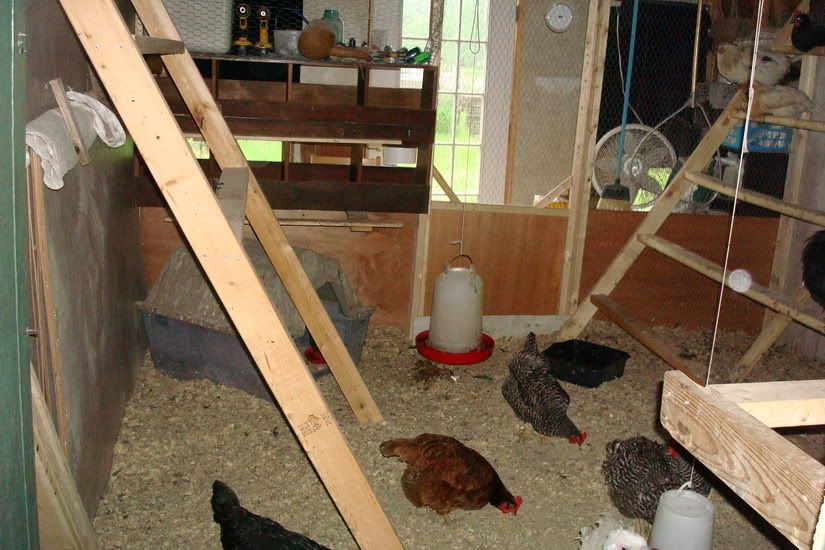 chickencoop06.jpg