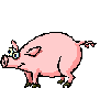 pig.gif