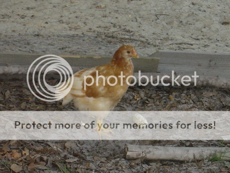 chickensjune2011006.jpg