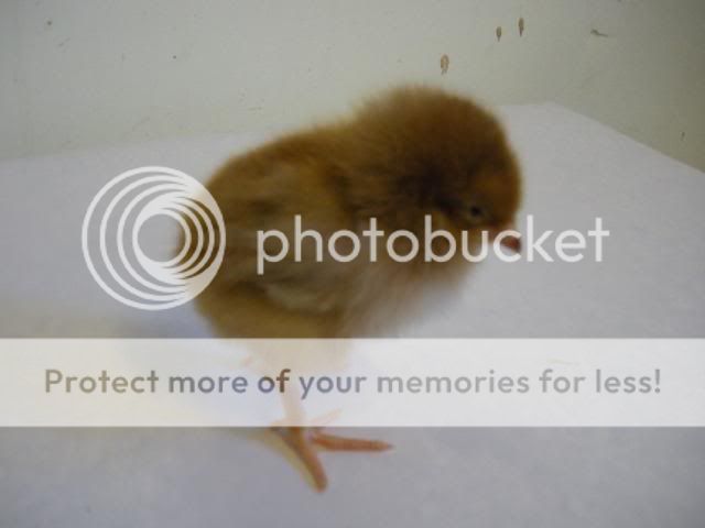 hatcherysurprisedayone288.jpg