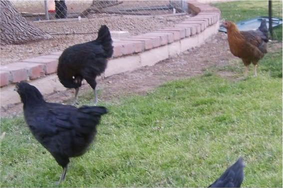 gardenchickens0021.jpg