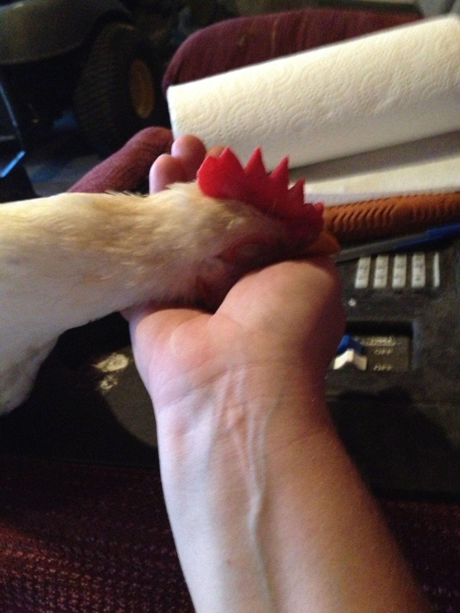 200x200px-ZC-1b424cfe_image.jpeg