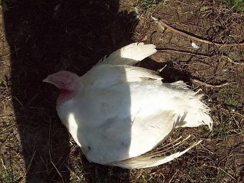 fatturkey.jpg