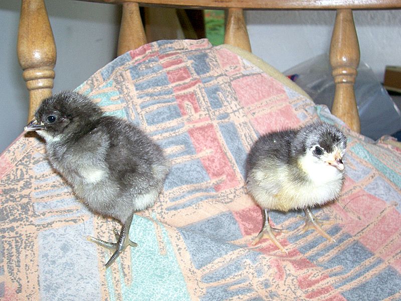 SilverChix.jpg