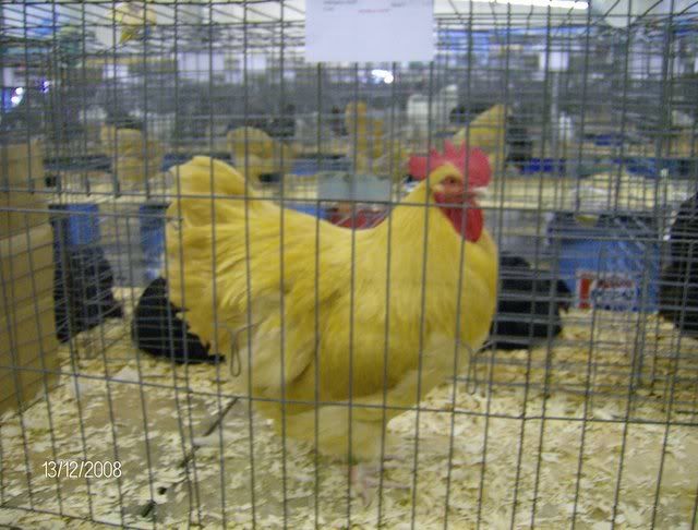 StocktonShow1-12-08003.jpg