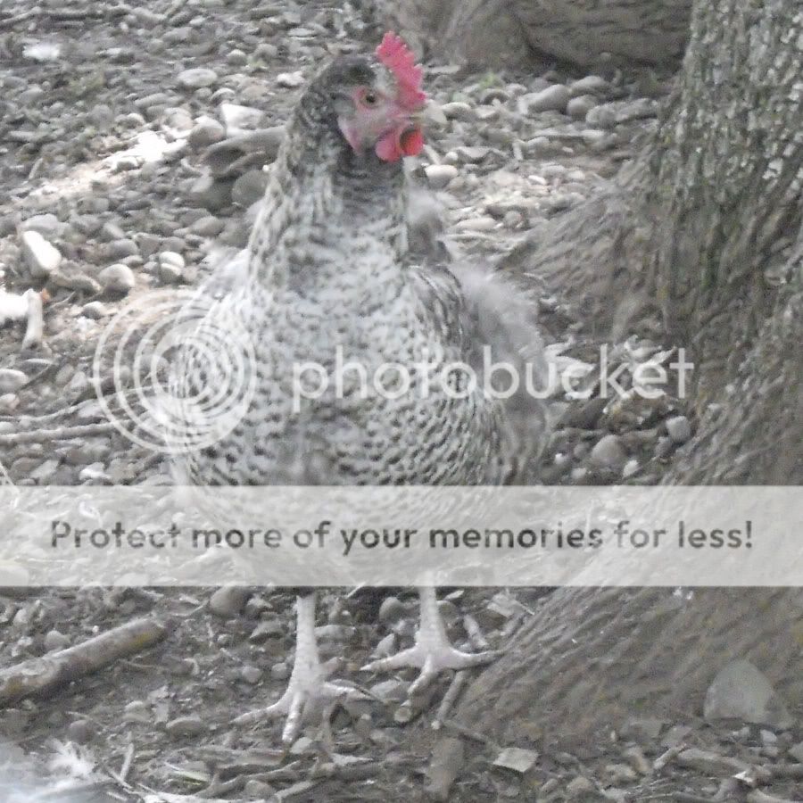 OtherHen.jpg