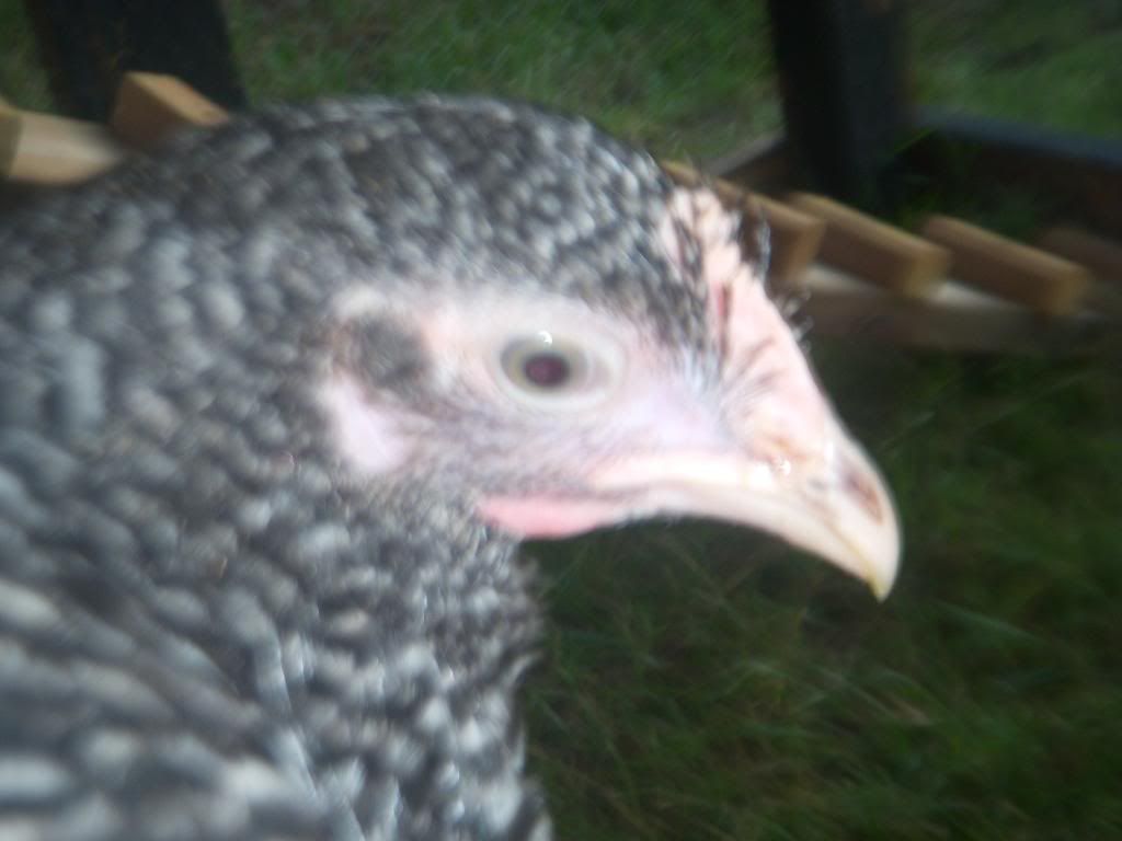 DSCN2368.jpg