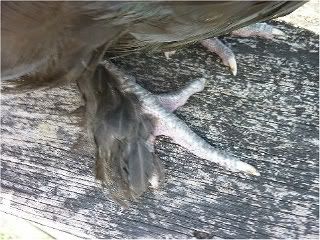 featheredshanks2.jpg