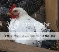 5262009chickens010.jpg