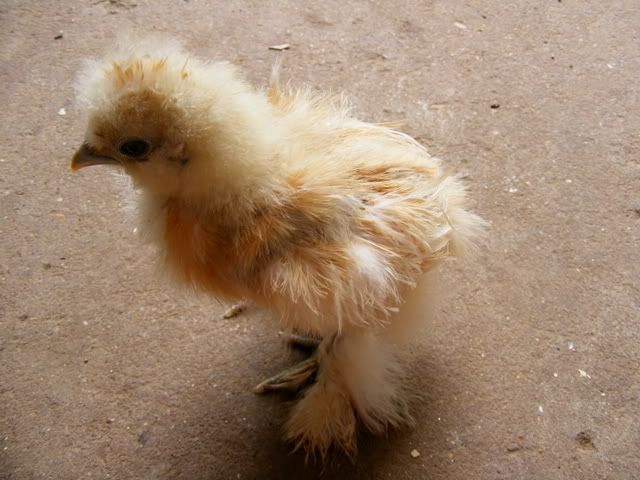cuckoo056.jpg