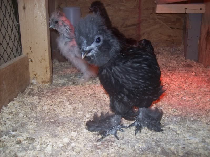 growupchicks002.jpg