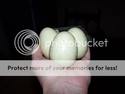weirgloddauegg.jpg