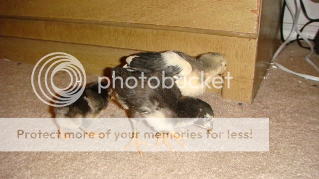 chickssss003.jpg