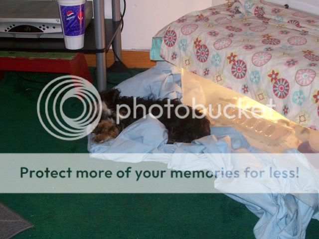 chick005.jpg