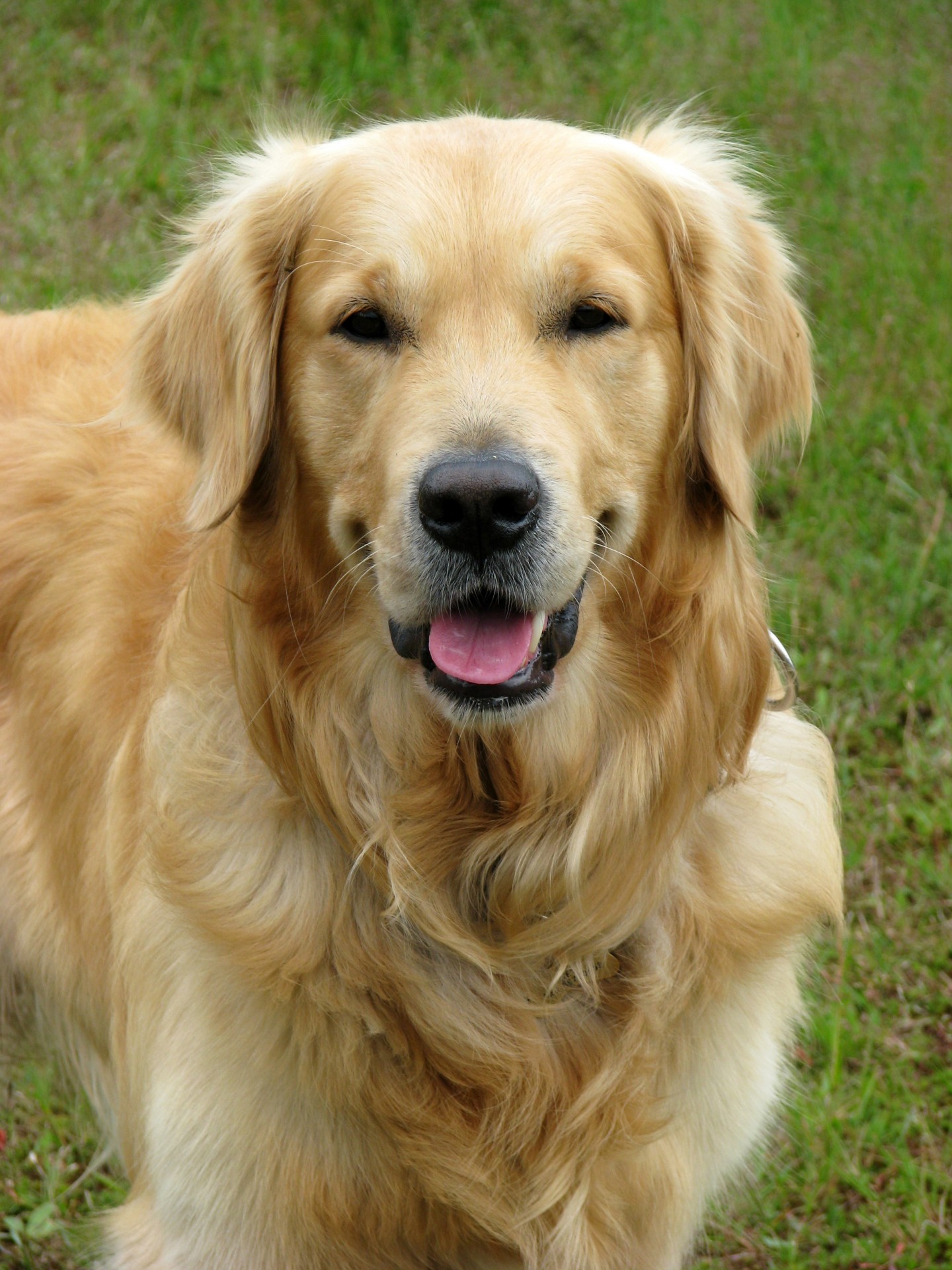 golden-retriever-dog-1370773977VyS.jpg