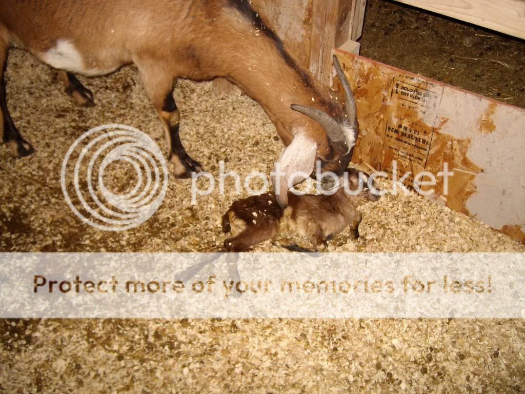 babygoats-31.jpg