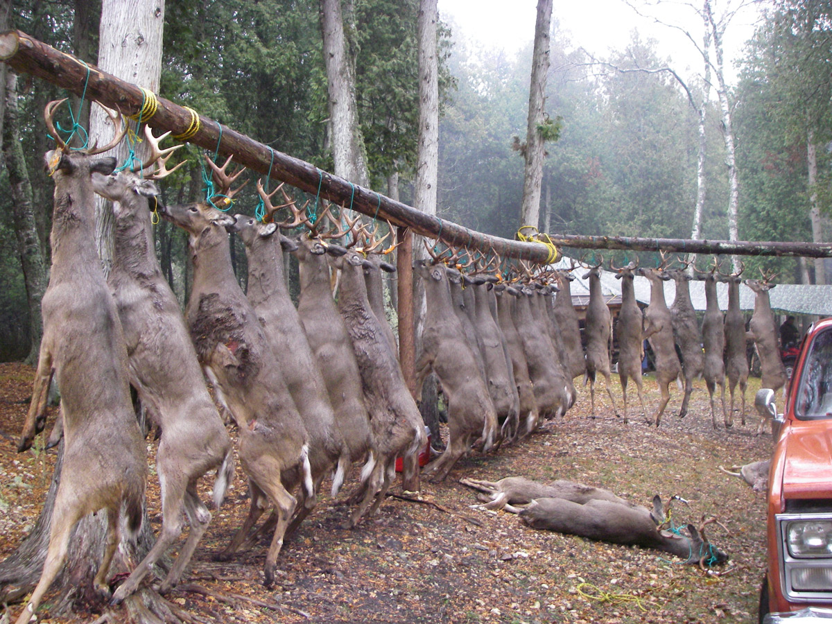 island_deer_2009_2_1200.jpg