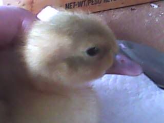 msryDuckling2.jpg