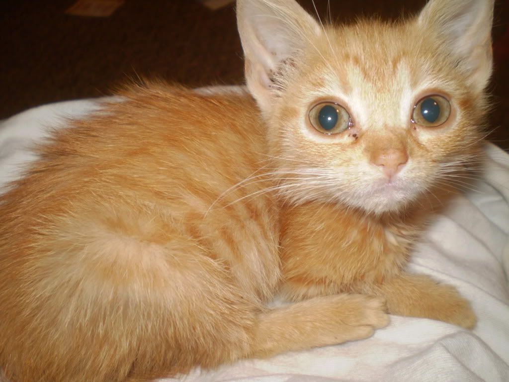 Kittens10-02-09002.jpg
