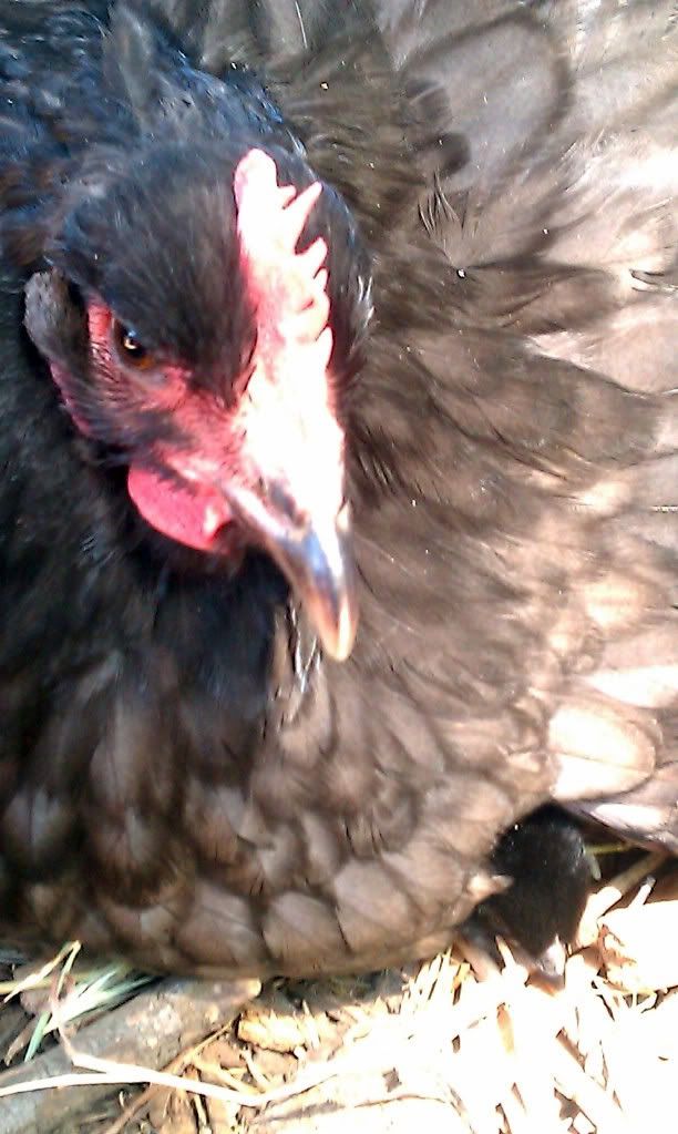 broody2-1.jpg