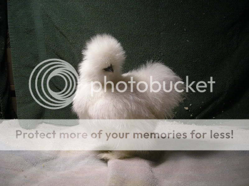 dscn1780.jpg