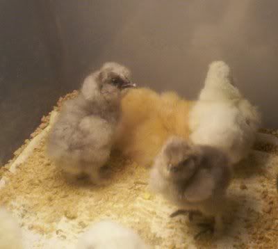 chicks29feb.jpg