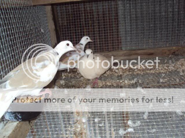 DSC00738.jpg