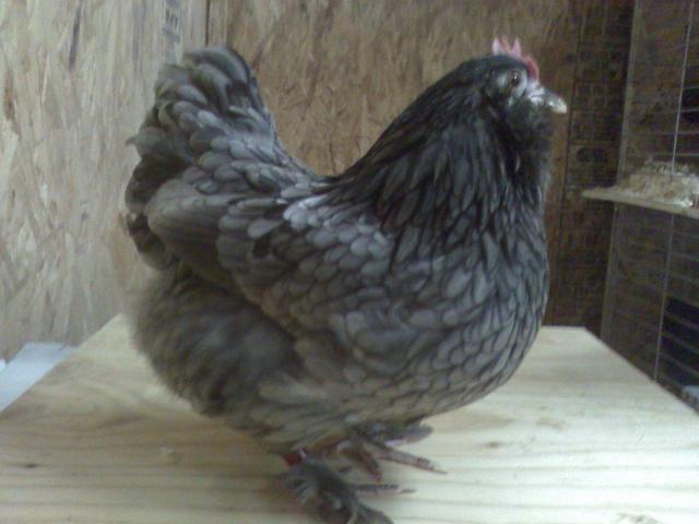 900x900px-LL-af94da6b_13729_blue_hen.jpeg