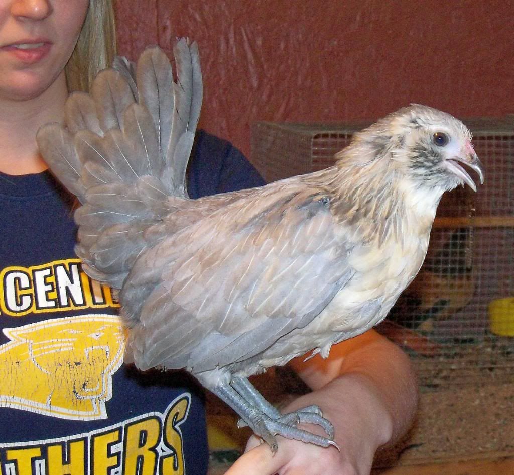 Pullet1.jpg