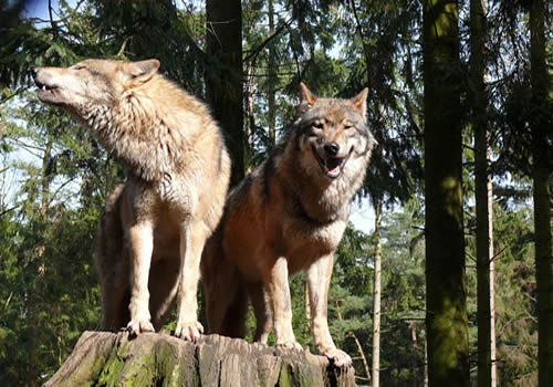 wolfeastern1.jpg