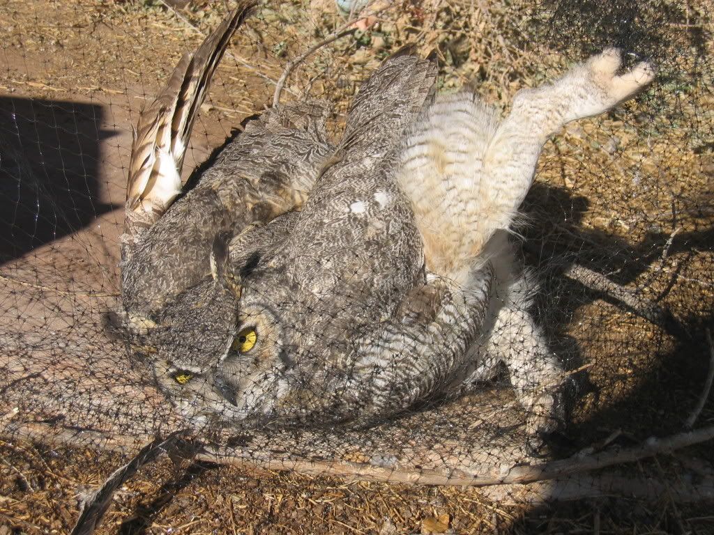 owl003.jpg