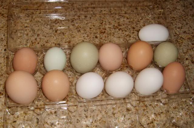 chickenseggs0062.jpg