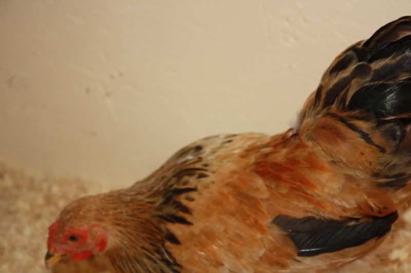 Chickens2031.jpg