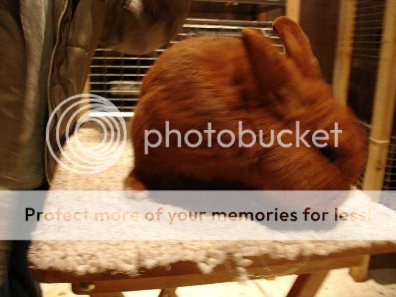 rabbitphotos021.jpg