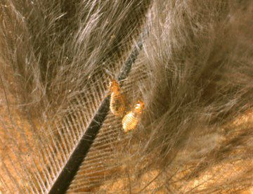 chicken-lice.jpeg