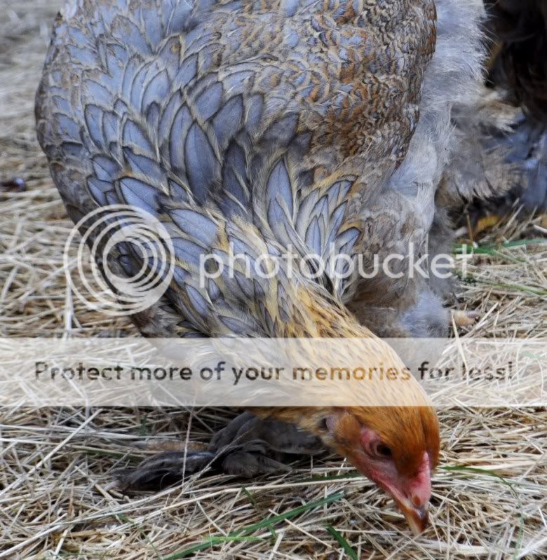 bluepartridge180.jpg