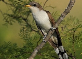 ybcuckoo.jpg