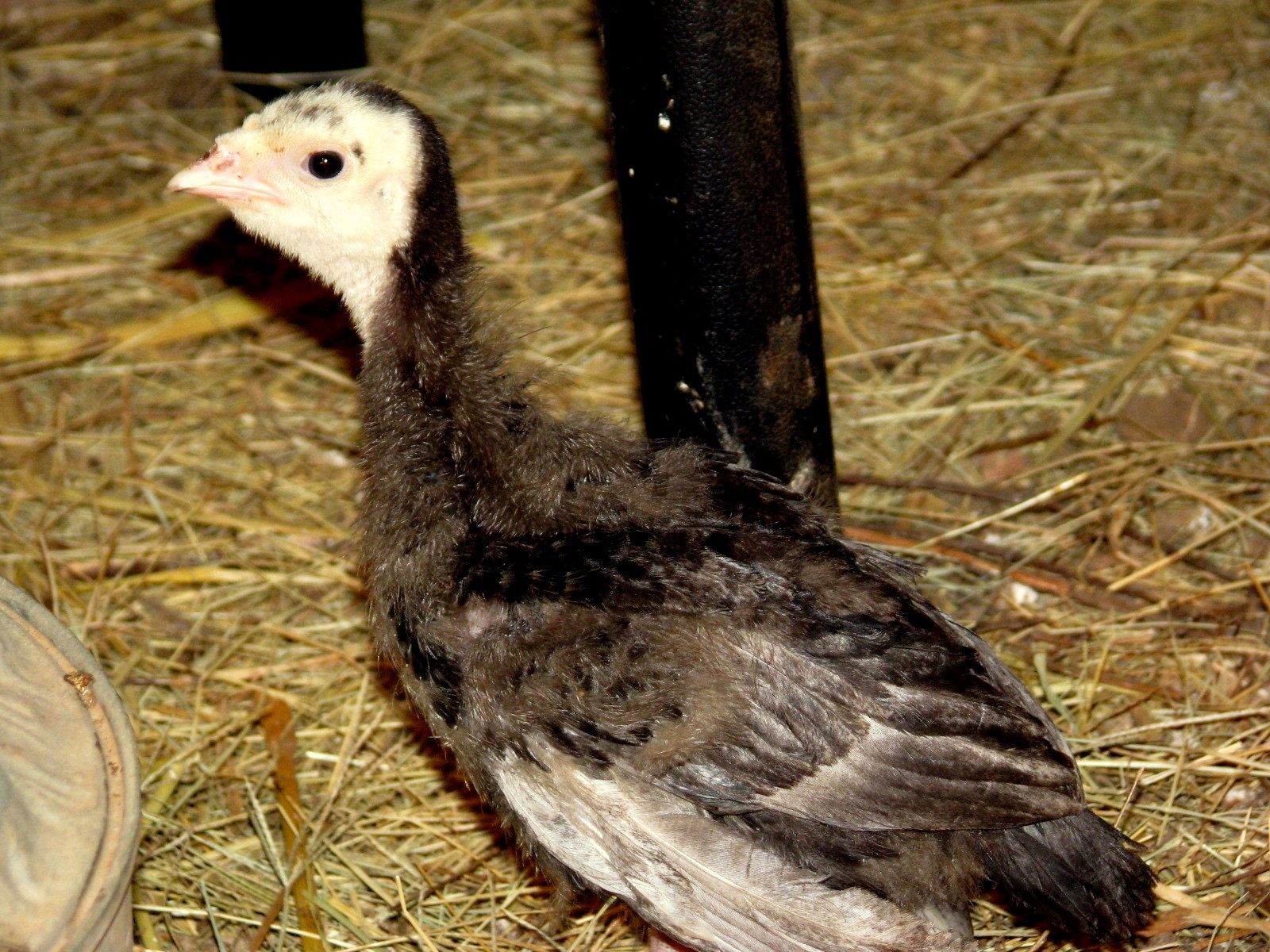 poult-2.jpg