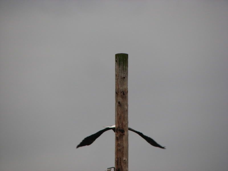 IMG_1777.jpg