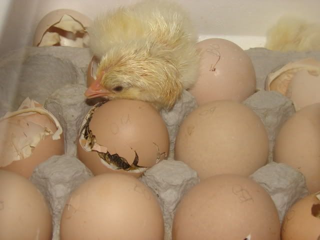 DSC02232.jpg