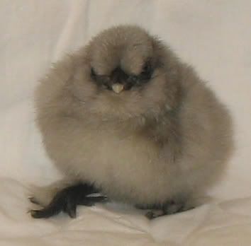silkies2014.jpg